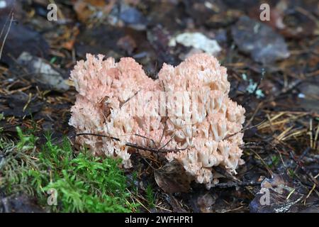 Ramaria botrytis, communément connu sous le nom de corail groupé, champignon de corail à pointe rose, ou corail chou-fleur, champignon sauvage de Finlande Banque D'Images