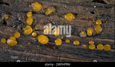 Tasses en verre communes (Orbilia sp., probablement O. xanthostigma) de Hidra, au sud-ouest de la Norvège, en janvier. Banque D'Images