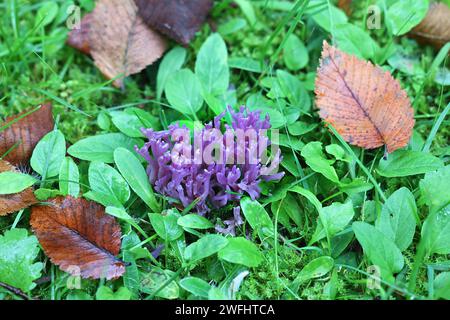 Clavaria zollingeri, aussi appelé Clavaria lavandula, communément appelé corail violet ou corail magenta, champignon sauvage de Finlande Banque D'Images