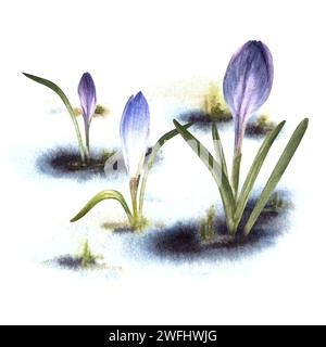 Aquarelle peinte illustration arrivée du printemps, le réveil de la nature après l'hiver fondre les plantes primaires de neige des crocus lilas bleu safran Banque D'Images