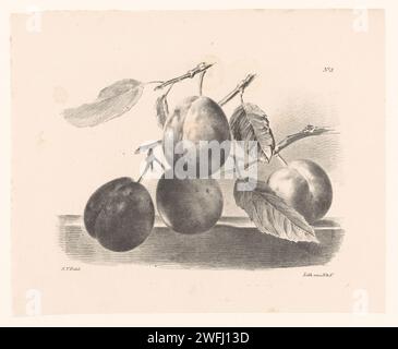 Prunes sur branches, Elise Therèse Daiwaille, 1824 - 1881 imprimer quatre prunes pendent sur trois branches. Numéroté en haut à droite : 'No 5'. L'impression fait partie d'une couverture avec six impressions. Fruits en papier Amsterdam : prune Banque D'Images