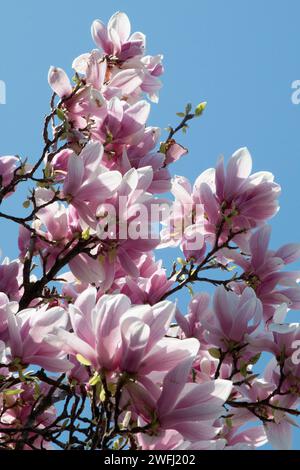 Branche d'un magnolia en fleur avec des fleurs roses fleurissant, contre un ciel bleu clair et clair. Banque D'Images