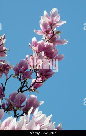 Branche d'un magnolia en fleur avec des fleurs roses fleurissant, contre un ciel bleu clair et clair. Banque D'Images