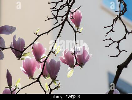 Branche d'un magnolia en fleur avec des fleurs roses fleurissant, contre un mur crème clair. Banque D'Images