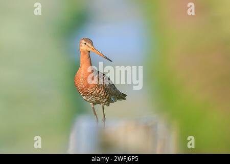 Un Dieu à queue noire, Limosa Limosa, oiseau échassier perché sur un poteau dans une terre agricole avec la lumière du soleil de l'après-midi devant lui. Banque D'Images