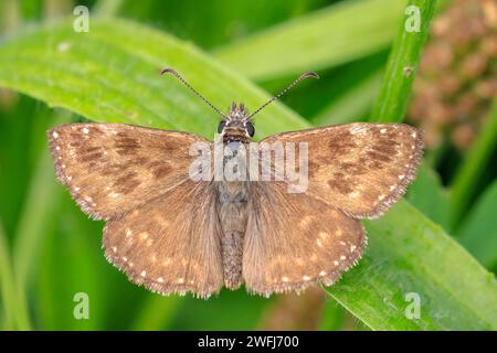 Dingy skipper Erynnis tages papillon violet dans la pollinisation des fleurs de lavande en fleurs. Banque D'Images