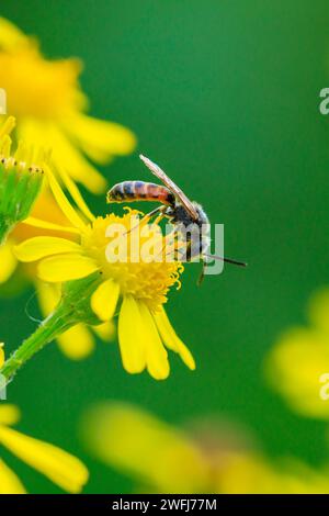 Gros plan d'un lasioglossum calceatum, espèce paléarctique d'abeille sudorifère, pollinisant sur une fleur jaune. Banque D'Images