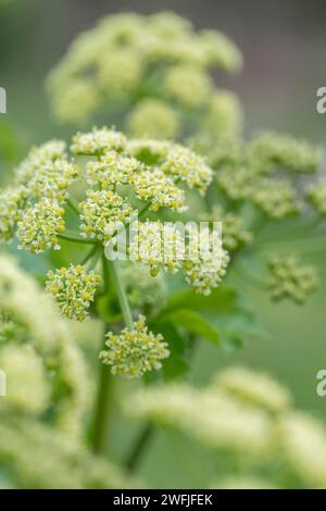 Alexanderers; Smyrnium olusatrum; à Flower; Royaume-Uni Banque D'Images