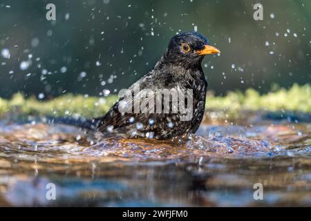 Blackbird ; Turdus merula ; mâle ; baignade ; Royaume-Uni Banque D'Images