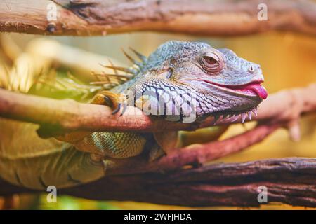 Gros plan d'iguane reposant sur une bûche dans un zoo ou un parc safari Banque D'Images