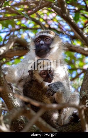 Un singe Vervet femelle dans un arbre tenant son bébé - Kampala, Ouganda Banque D'Images