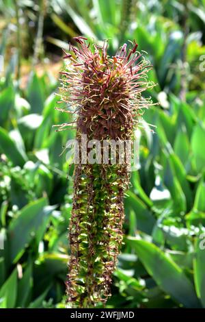 Maguey (Agave mitis ou Agave celsii) est une plante succulente originaire du Mexique. Détail fleurs. Banque D'Images