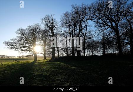 arbres dans le parc blickling, norfolk nord, angleterre Banque D'Images