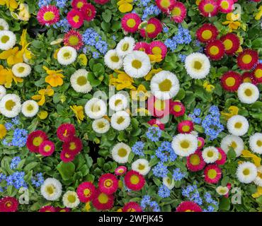 Arrangement coloré avec des fleurs de printemps : Forget-Me-Nots (Myosotis), marguerites (Bellis perennis) et culottes (Viola) Banque D'Images