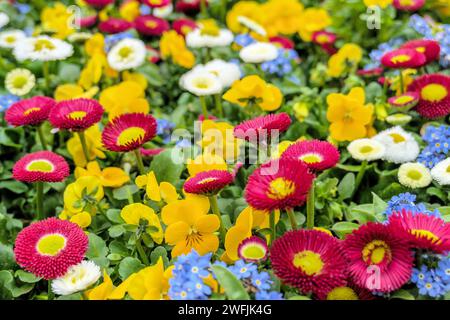 Arrangement coloré avec des fleurs de printemps : Forget-Me-Nots (Myosotis), marguerites (Bellis perennis) et culottes (Viola) Banque D'Images