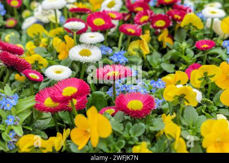 Arrangement coloré avec des fleurs de printemps : Forget-Me-Nots (Myosotis), marguerites (Bellis perennis) et culottes (Viola) Banque D'Images