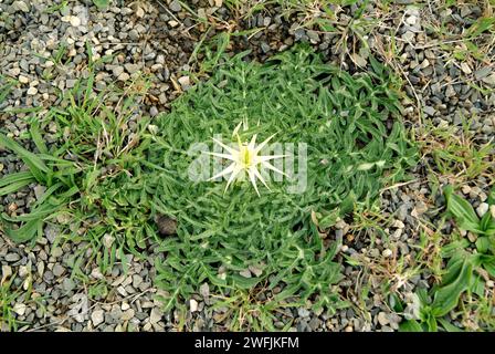 Le chardon étoile pourpre ou chardon étoile rouge (Centaurea calcitrapa) est une plante annuelle ou biennale originaire du bassin méditerranéen et de l'Europe centrale. Banque D'Images