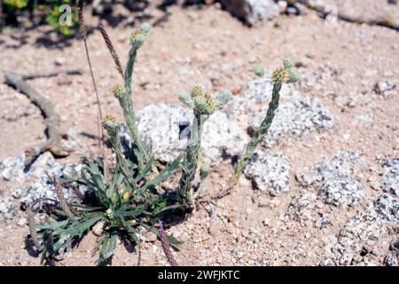 L'ourson commun (Filago vulgaris ou Filago germanica) est une plante annuelle originaire d'Europe. A gauche Plantago coronopus. Cette photo a été prise à Vila Banque D'Images