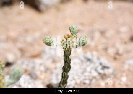 L'ourson commun (Filago vulgaris ou Filago germanica) est une plante annuelle originaire d'Europe. Détail inflorescence. Cette photo a été prise à Vilaut, Gérone Banque D'Images