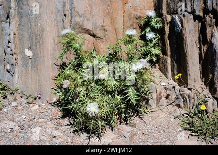 Le chardon Marie violet (Galactites tomentosa ou Galactites elegans) est une herbe biennale comestible originaire du bassin méditerranéen. Cette photo a été prise à Cap Banque D'Images