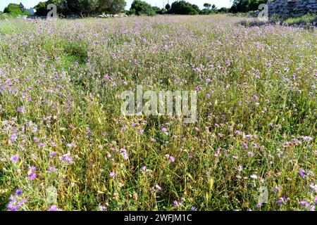 Le chardon Marie violet (Galactites tomentosa ou Galactites elegans) est une herbe biennale comestible originaire du bassin méditerranéen. Cette photo a été prise à Men Banque D'Images