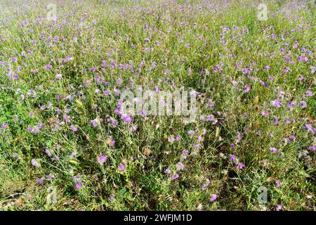 Le chardon Marie violet (Galactites tomentosa ou Galactites elegans) est une herbe biennale comestible originaire du bassin méditerranéen. Cette photo a été prise à Men Banque D'Images