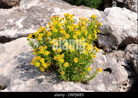 Le samphire doré (Inula cristmoides ou Limbarda cristmoides) est une plante vivace originaire des côtes du bassin méditerranéen et des côtes européennes atlantiques f Banque D'Images