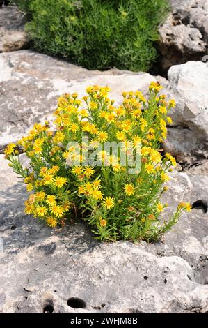 Le samphire doré (Inula cristmoides ou Limbarda cristmoides) est une plante vivace originaire des côtes du bassin méditerranéen et des côtes européennes atlantiques f Banque D'Images