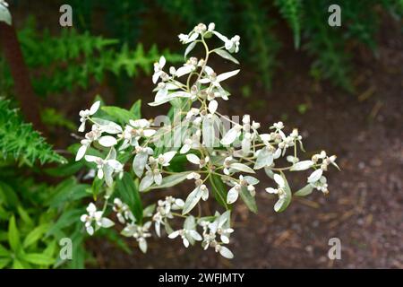 L'edelweiss japonais (Leontopodium japonicum) est une plante vivace originaire du Japon et de la Chine. Plante à fleurs. Banque D'Images
