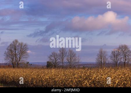 Maïs debout un matin d'automne dans le nord du Wisconsin. Banque D'Images