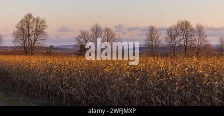 Maïs debout un matin d'automne dans le nord du Wisconsin. Banque D'Images