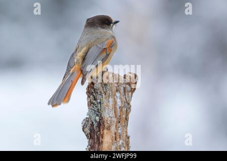 Jay de Sibérie (Perisoreus infaustus), perché sur une souche d'arbre. Montrant les détails du plumage sur un fond pâle. Forêt boréale en Finlande duri Banque D'Images