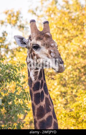 Girafe sud-africaine (Giraffa camelopardalis giraffa) pâturant sur de beaux arbres verts, Parc National Kruger, Afrique du Sud Banque D'Images