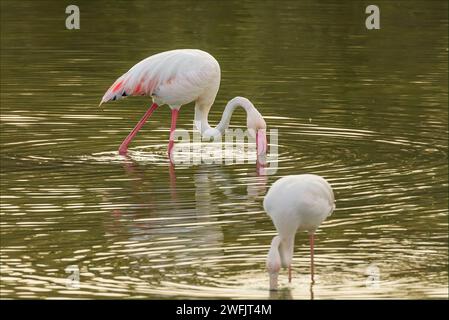 Flamingo avec un bec rose vif faisant des ondulations circulaires dans le lac Banque D'Images