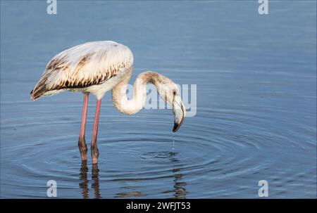 Le jeune oiseau Flamingo du Grand causant des ondulations dans un lac avec de l'eau qui goutte à goutte de son bec Banque D'Images