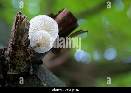 Buchen-Schleimrübling, Buchenschleimrübling, Beringter Schleimrübling, Oudemansiella mucida, Mucidula mucida, champignon de porcelaine, la Mucidule visqueuse Banque D'Images