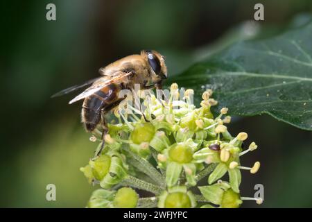 Große Bienenschwebfliege, Bienen-Schwebfliege, Mistbiene, Schlammbiene, Scheinbienen-Keilfleckschwebfliege, Drohnenfliege, Blütenbesuch auf Efeu, Efeu Banque D'Images