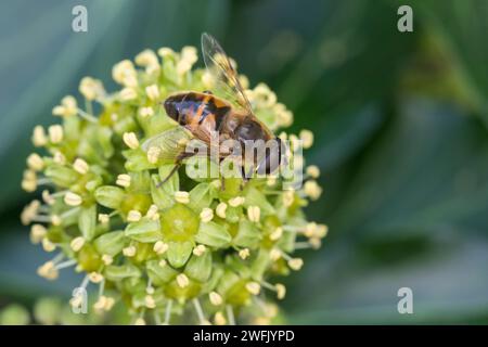 Große Bienenschwebfliege, Bienen-Schwebfliege, Mistbiene, Schlammbiene, Scheinbienen-Keilfleckschwebfliege, Drohnenfliege, Blütenbesuch auf Efeu, Efeu Banque D'Images