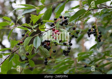 Späte Traubenkirsche, Spätblühende Traubenkirsche, Amerikanische Traubenkirsche, Früchte, Kirschen, Trauben-Kirsche, Prunus serotina, American Bird CH Banque D'Images