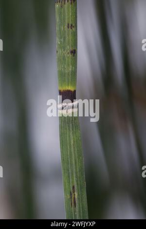 Winter-Schachtelhalm, Winterschachtelhalm, Schachtelhalm, im Winter BEI Schnee, Equisetum hyemale, Equisetum hiemale, Dutch Rush, Rough Horsetail, caisse libre-service Banque D'Images