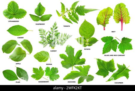 Collection de feuilles vertes de fruits, légumes et baies isolés sur fond blanc Banque D'Images