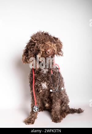 Beau chien avec stéthoscope isolé sur fond blanc. Concept de soins et de bien-être des animaux Banque D'Images