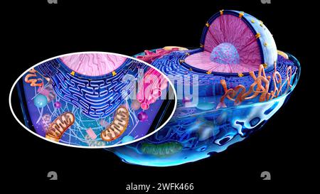 Illustration abstraite 4k de la cellule biologique et des mitochondries Banque D'Images