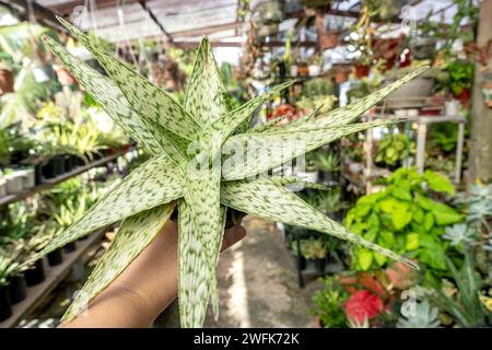 Main tenant un pot d'Aloe hybride Moondance Banque D'Images