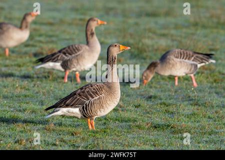 Troupeau d'oies grises / d'oies grises (Anser anser) se nourrissant dans les prairies / prairies par un matin glacial en hiver Banque D'Images