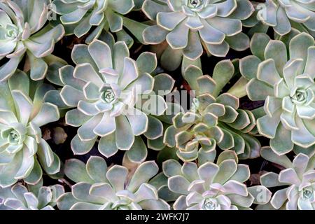 Gros plan de rouge à lèvres Echeveria agavoides mensa succulent cluster Banque D'Images