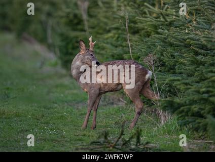 Un cerf d'or mâle (Capreolus capreolus) ayant une bonne vieille égratignure dans une récolte d'arbres de Noël sur une ferme du Suffolk . ROYAUME-UNI. Banque D'Images