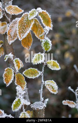 leafs sur les plantes par une froide journée d'hiver couverte de fleurs de glace Banque D'Images