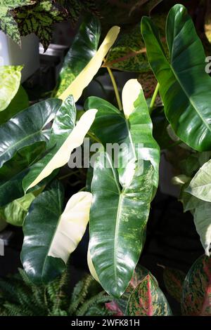 Gros plan sur les feuilles de demi-lune paniquées de Philodendron Burle Marx Banque D'Images