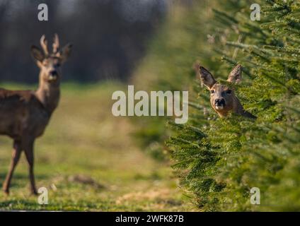 Peek a boo, une femelle Roe Deer (Capreolus capreolus) qui regarde les arbres de Noël, son partenaire masculin en arrière-plan. Suffolk, Royaume-Uni. Banque D'Images